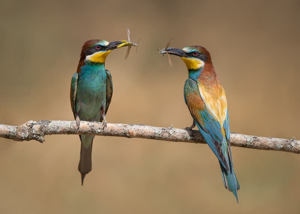 Colorful Bee-eaters Perched by fegari — canvas wall art