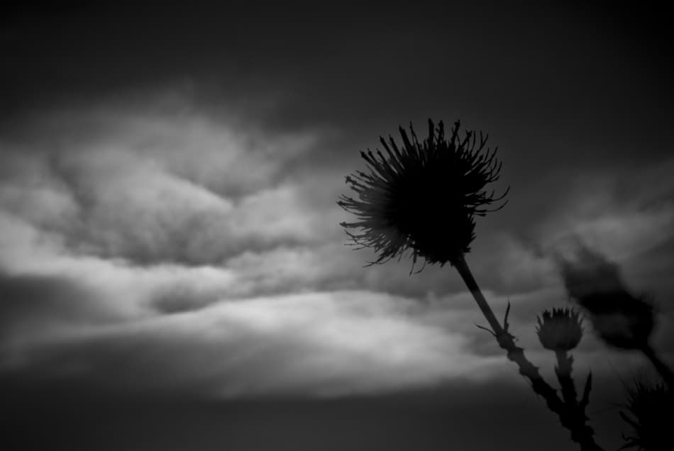 Moody Thistle Clouds by Codrin Lupei — canvas wall art
