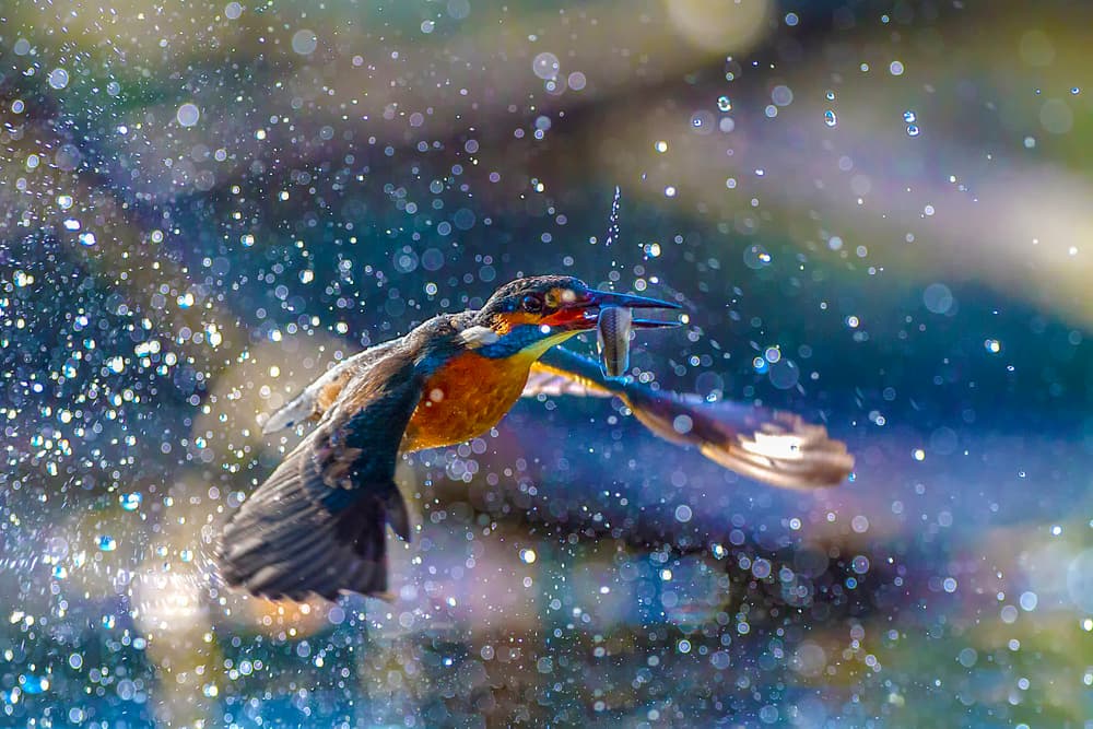 Kingfisher's Catch by Marco Redaelli — canvas wall art