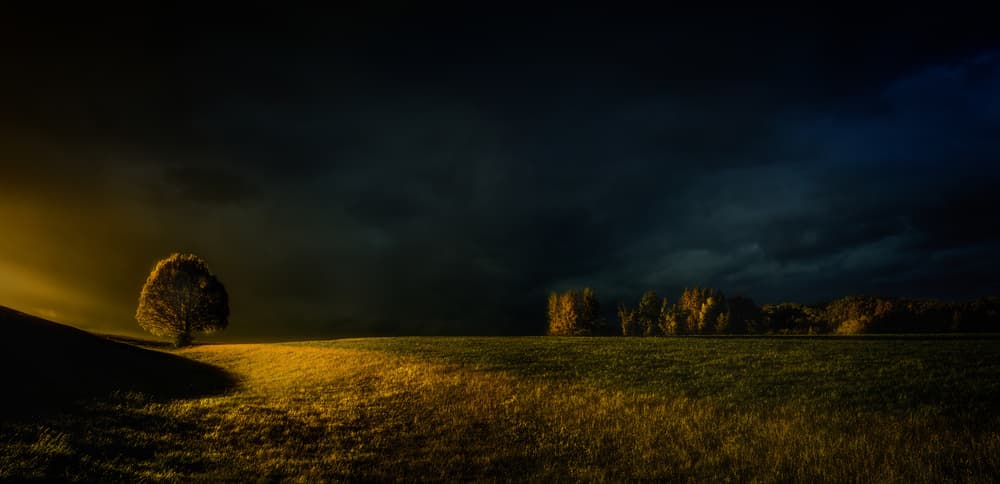 Lone Tree Golden Light by Margit Lisa Pinggera — canvas wall art