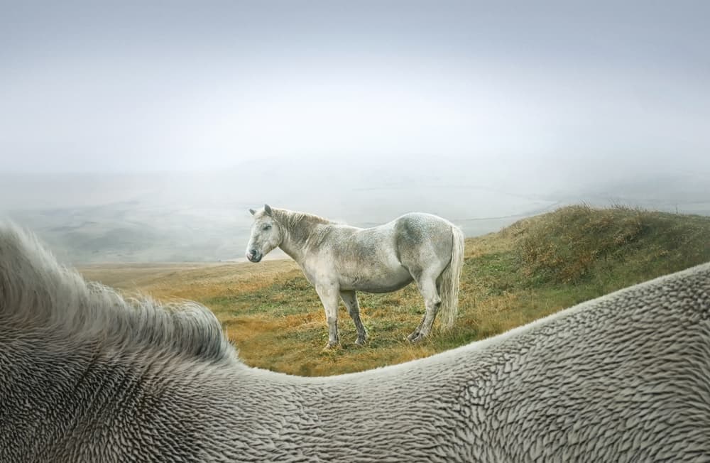 Misty White Horses by Larry Deng APA — canvas wall art