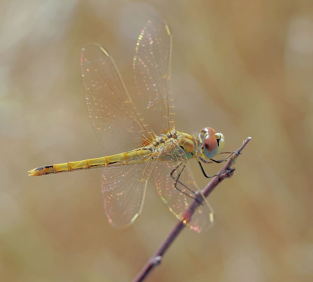 Golden Dragonfly Perched by Thierry Dufour — canvas wall art