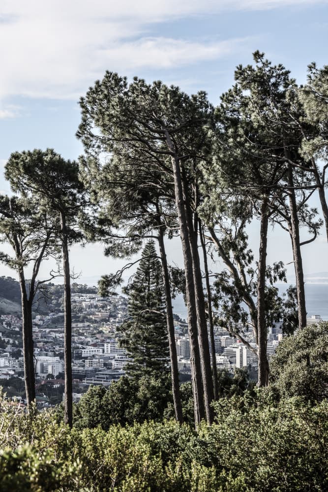 City Pines by Shot by Clint — canvas wall art