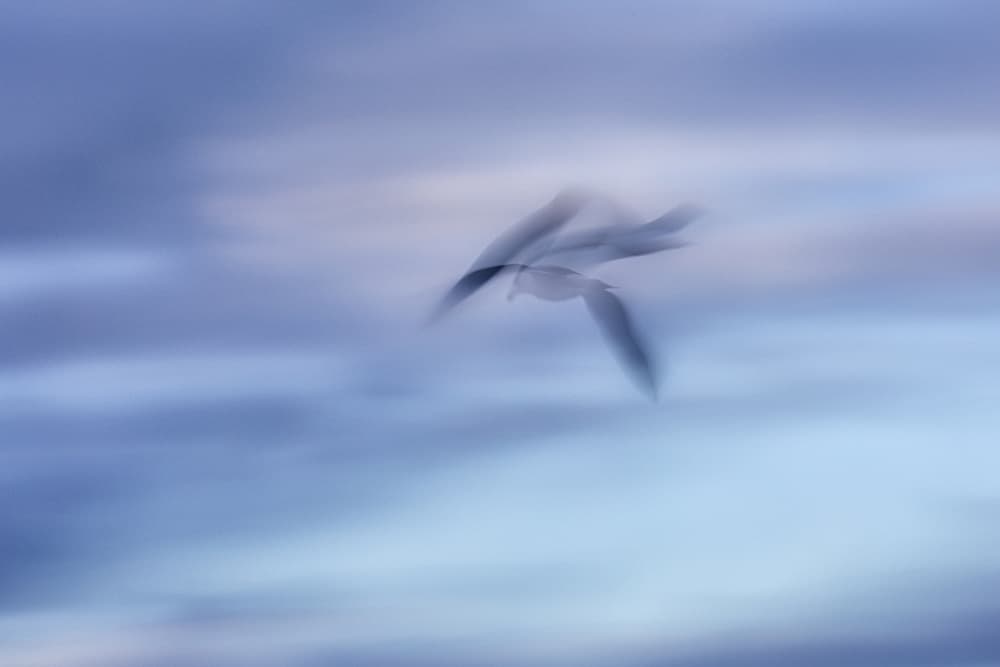 Blurred Bird Flight by Benjamine Hullot Scalvenzi — canvas wall art