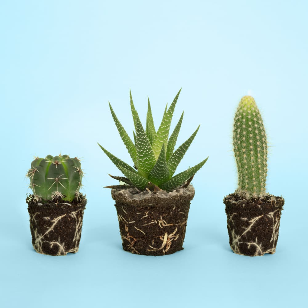 Green Succulent Roots by Julia Ramiro — canvas wall art