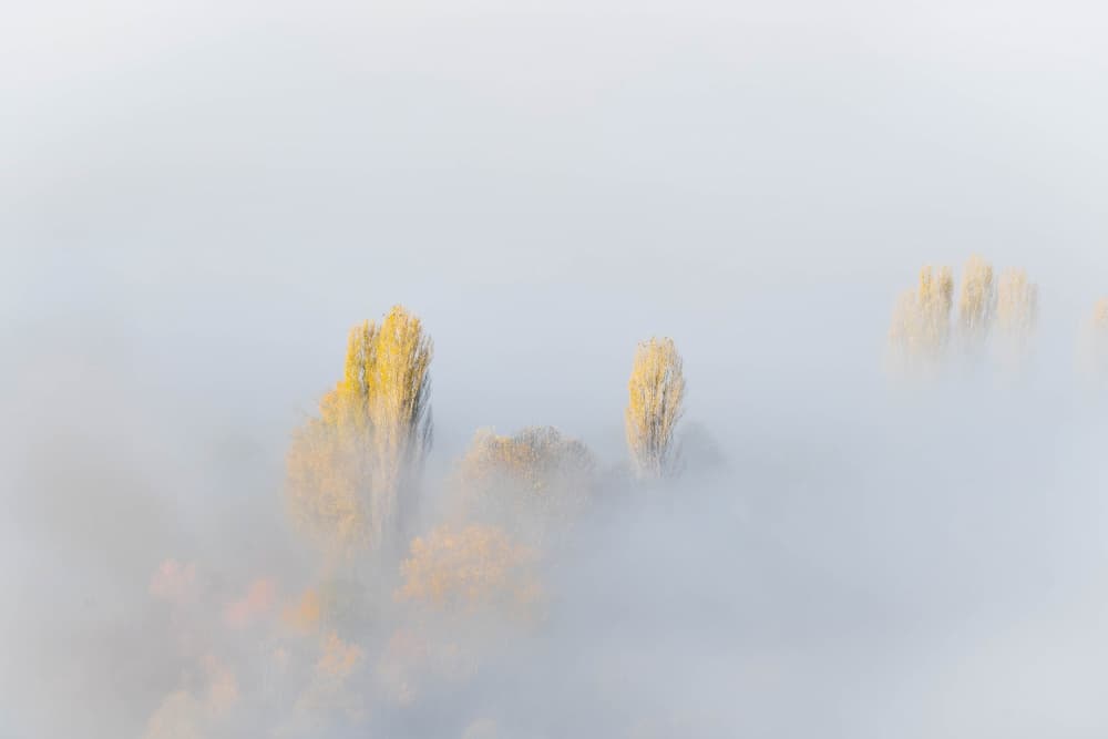 Golden Trees in Fog by Josip Milićević — canvas wall art