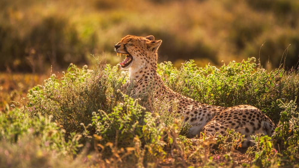 Yawning Cheetah in Savanna by Mohammed Alnaser — canvas wall art