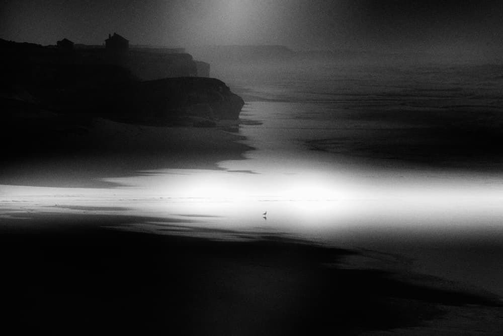 Misty Beach Bird by Olavo Azevedo — canvas wall art