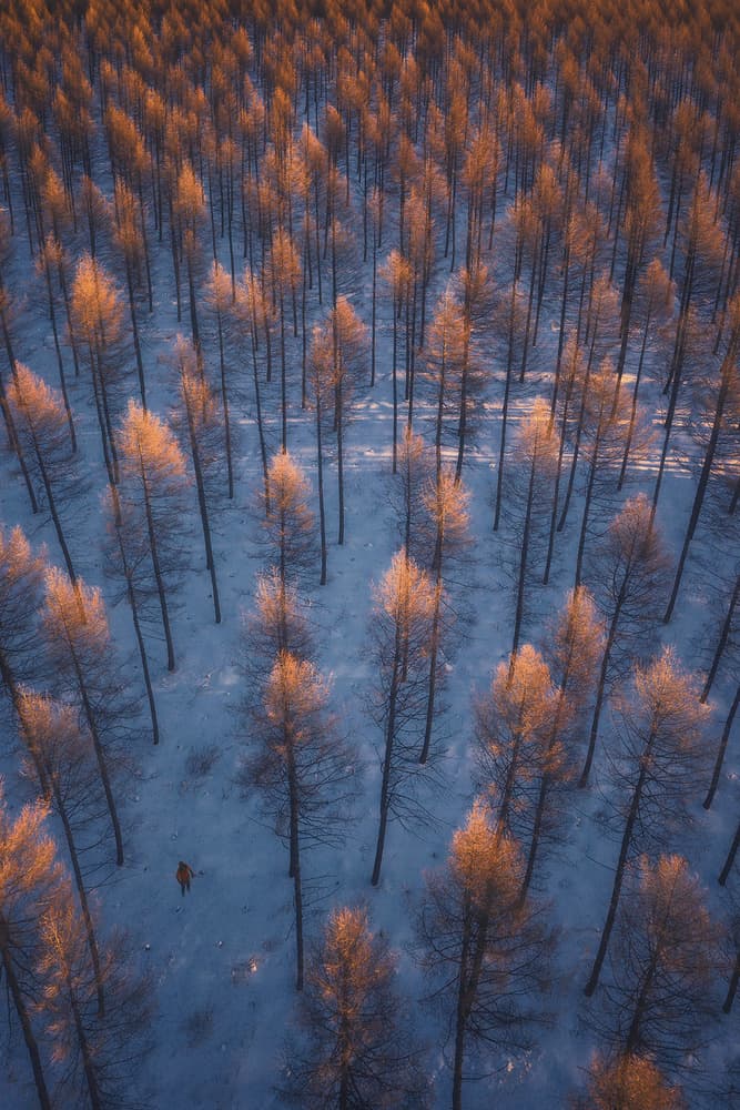 Golden Winter Forest by TIANQI — canvas wall art