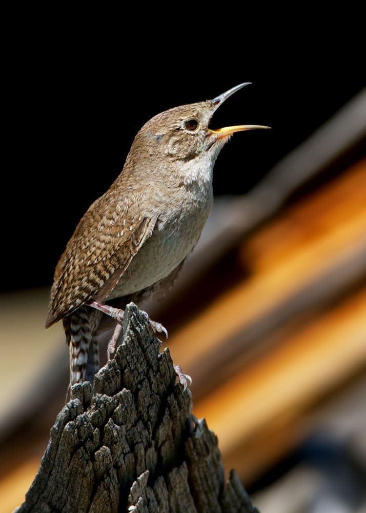 Perched Wren Singing by verdon — canvas wall art