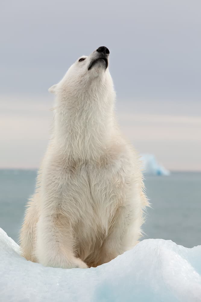 Arctic Polar Bear Skygazing by Joan Gil Raga — canvas wall art