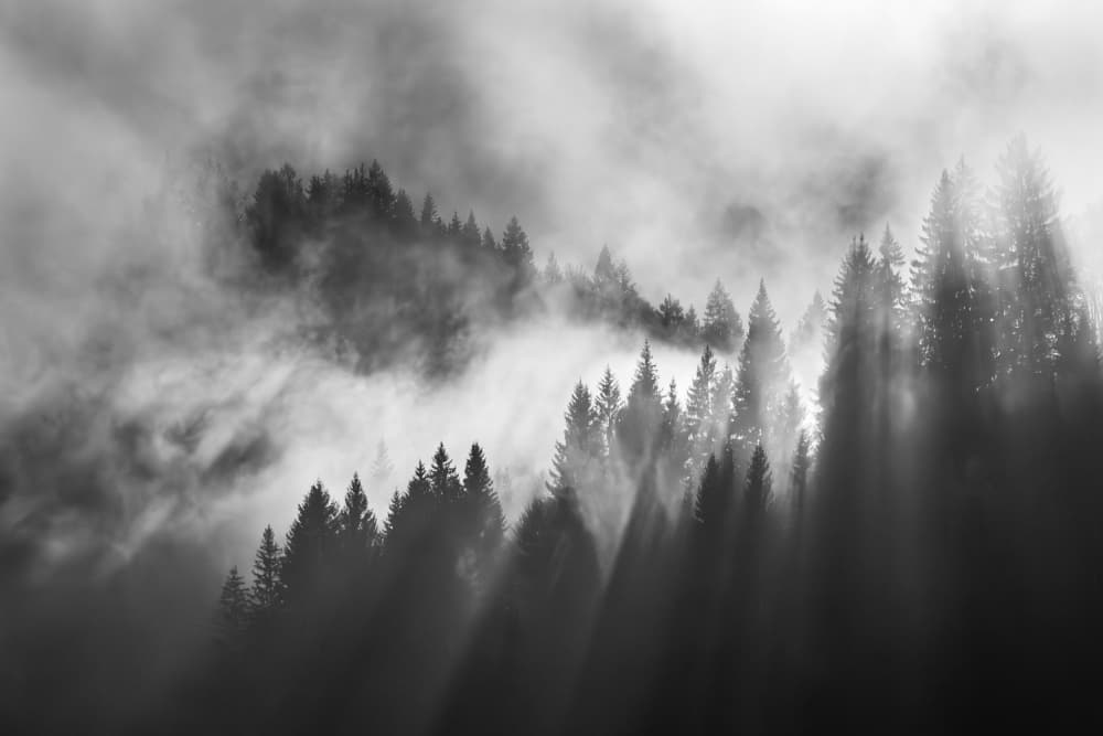 Misty Forest Rays by Andy Dauer — canvas wall art