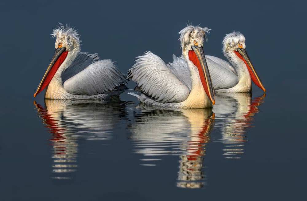 Serene Pelican Trio by Xavier Ortega — canvas wall art