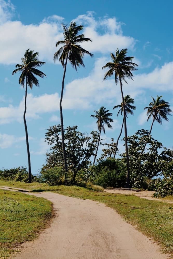 Tropical Palm Path by Del Mundo Imagery — canvas wall art