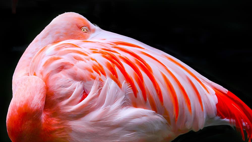 Watchful Pink Flamingo by Kenneth-Wei Zeng — canvas wall art