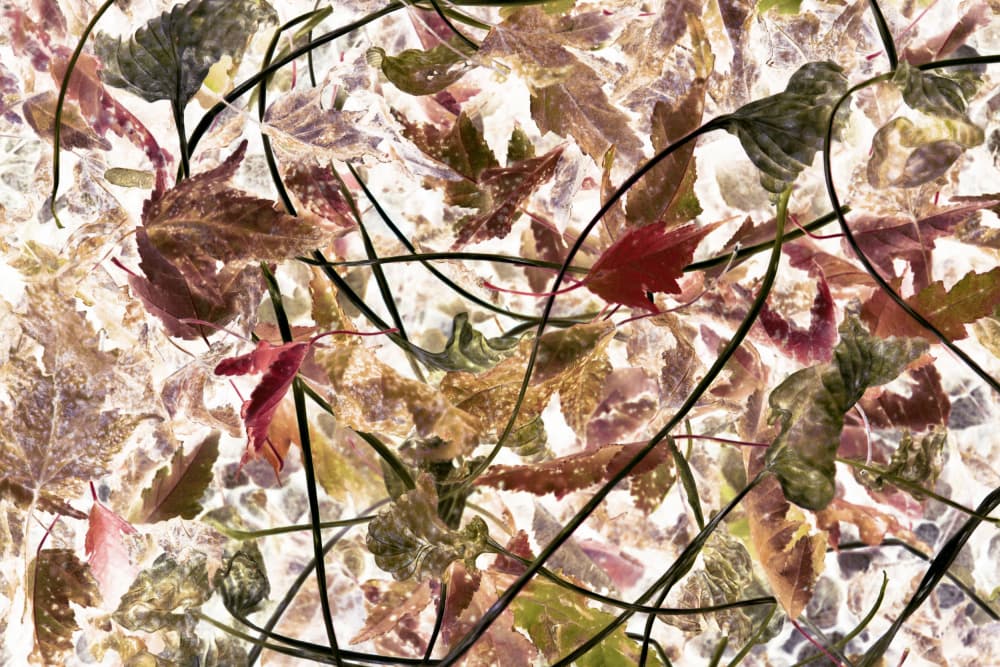 Ethereal Fall Foliage by Christina Sillen — canvas wall art