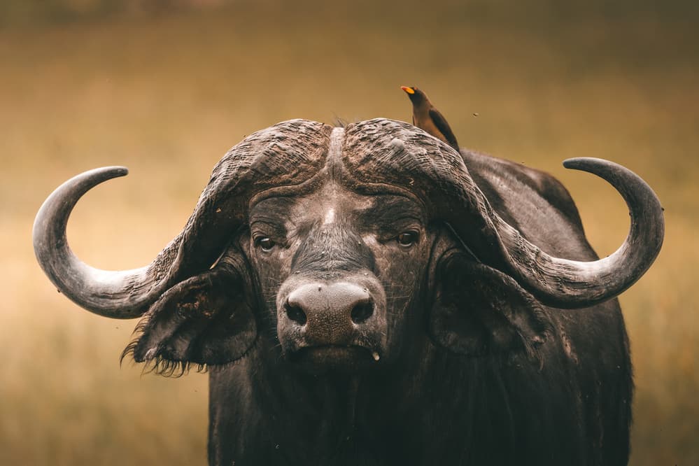Majestic African Buffalo by Ahmed Sobhi — canvas wall art