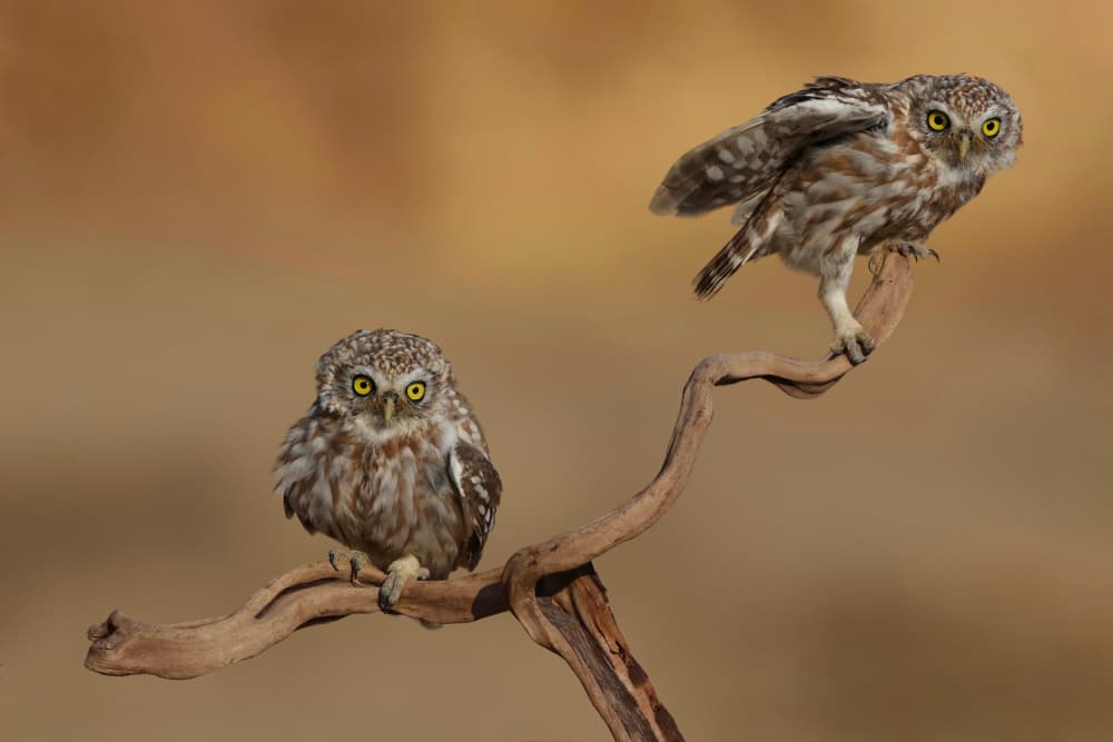 Watchful Little Owls by David Manusevich — canvas wall art