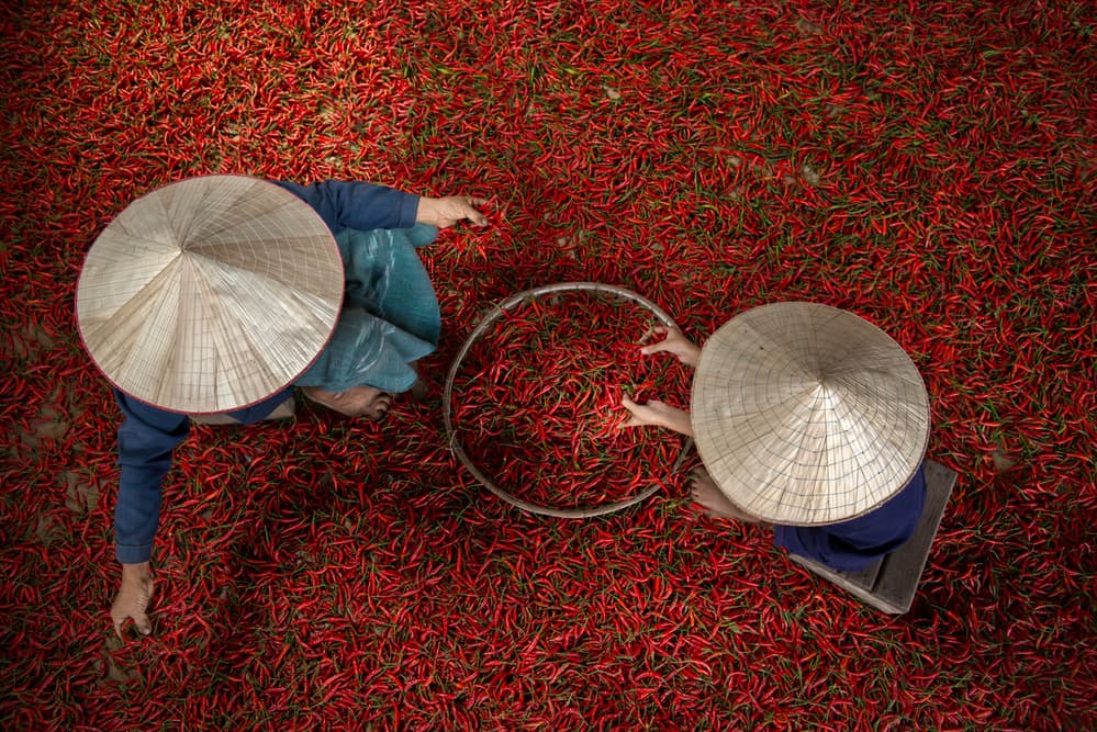 Red Chili Harvest by Sarawut Intarob — canvas wall art