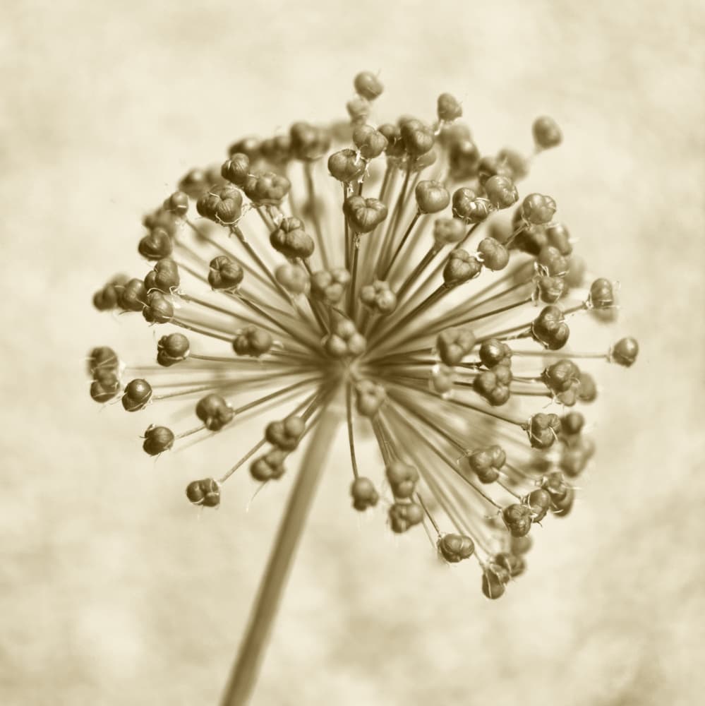 Sepia Allium Sphere by Christina Sillen — canvas wall art