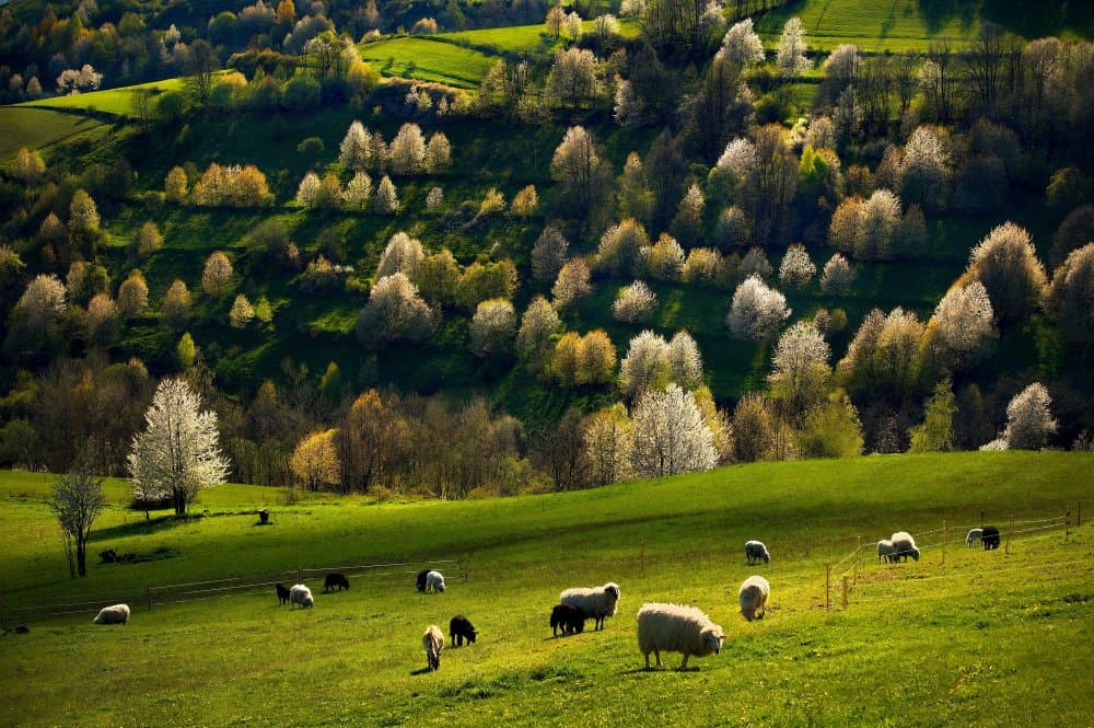 Spring Hills with Sheep by Milan Uhrin AFIAP AZSF — canvas wall art