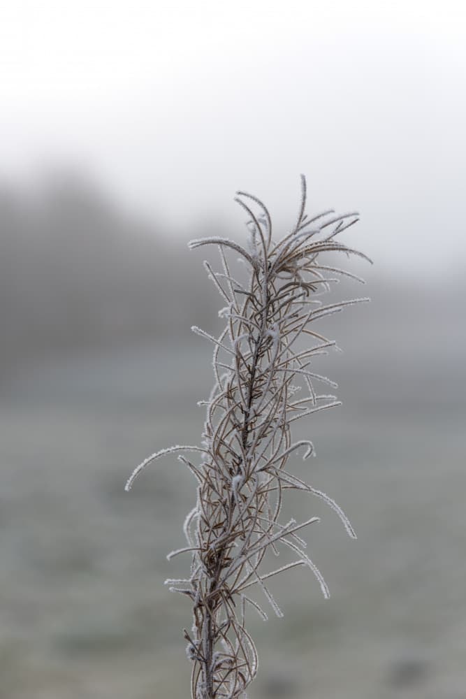 Frosted Winter Plant by Lynann Colligan — canvas wall art