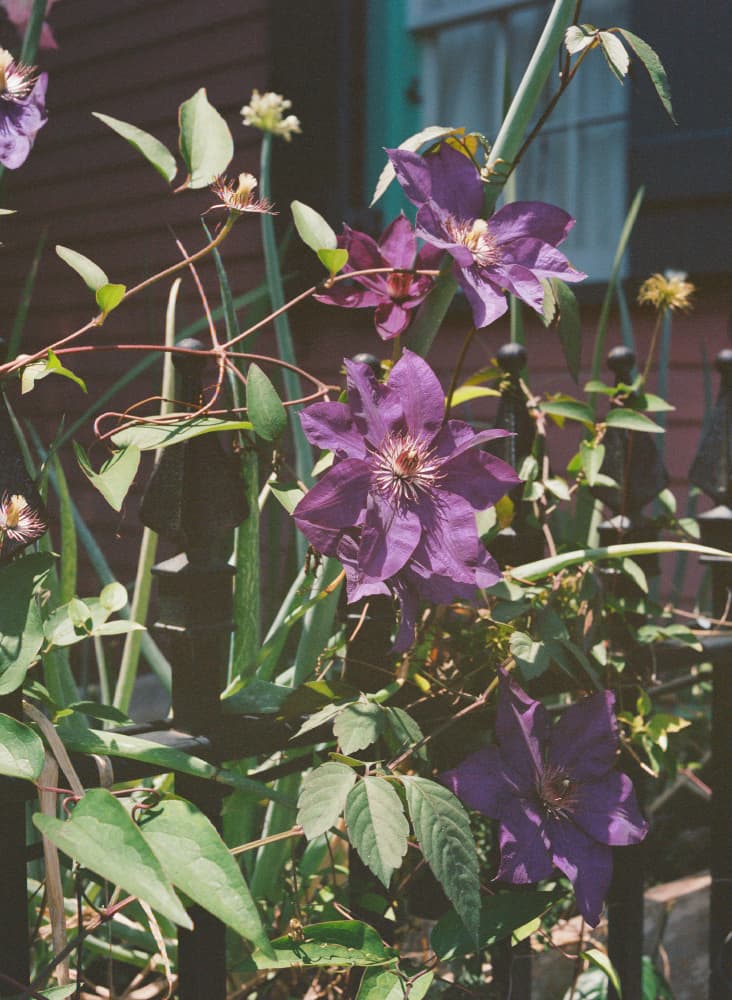 Vibrant Purple Clematis by Bethany Young — canvas wall art