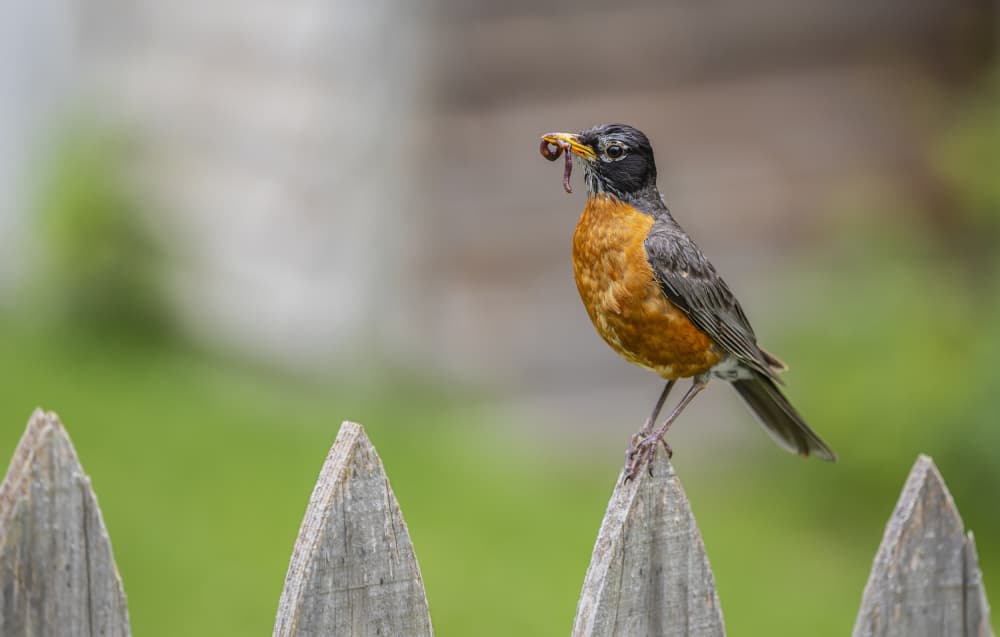 American Robin's Catch by Ozan AKTAS — canvas wall art