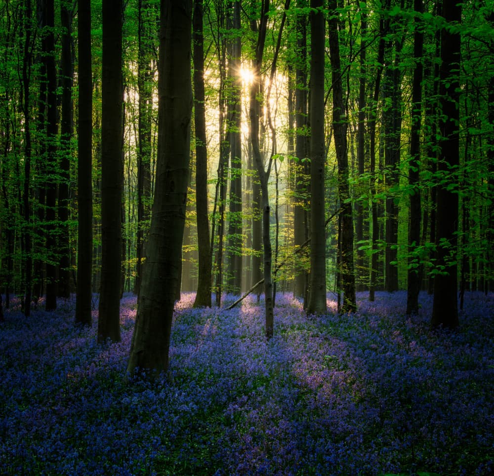 Bluebell Forest Sunbeams by Wim Denijs — canvas wall art
