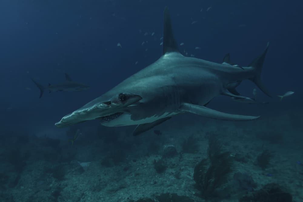 Majestic Hammerhead Shark by Serge Melesan — canvas wall art