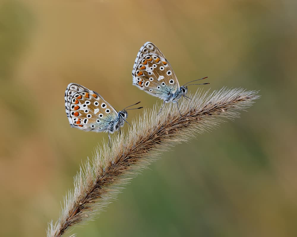 Two Delicate Butterflies by Roberto Marini — canvas wall art