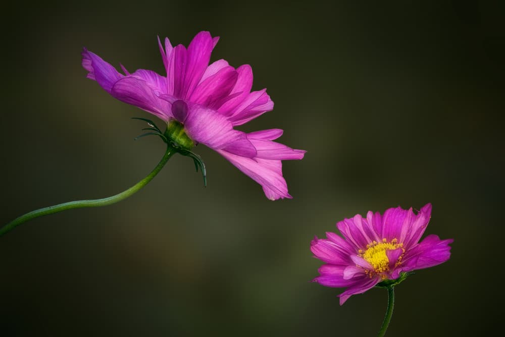 Elegant Pink Cosmos by Ben.C.L — canvas wall art