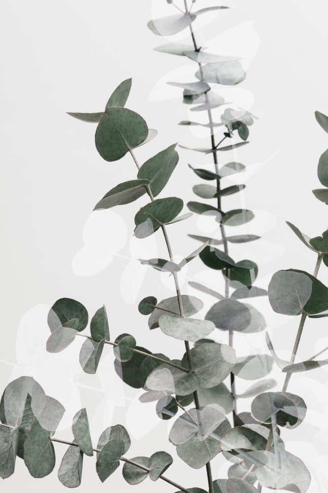 Minimal Eucalyptus Leaves by Pictufy Studio III — canvas wall art