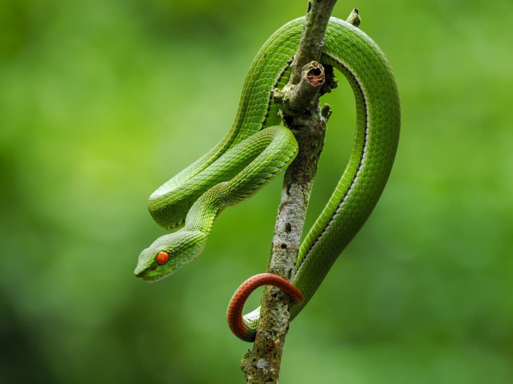 Green Viper Red Eyes by HuongHoang — canvas wall art