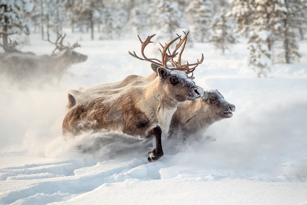 Arctic Reindeer Gallop by Marcel Rebro — canvas wall art