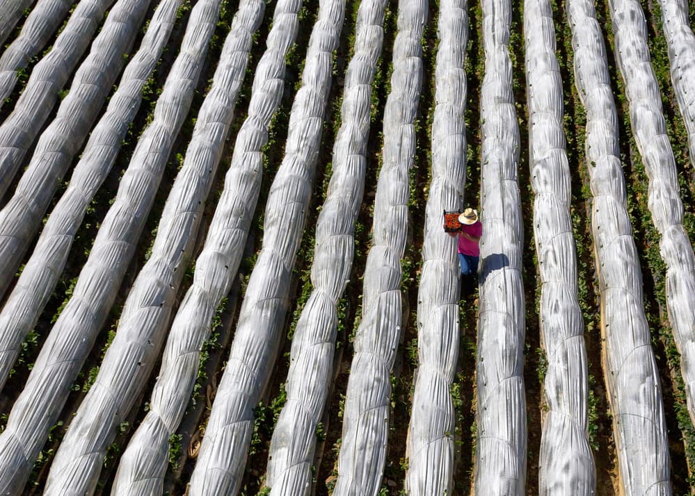 Worker In Covered Field by Feyzullah Tunç — canvas wall art