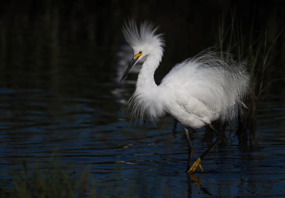 Ruffled Snowy Egret by Xiaobing Tian — canvas wall art