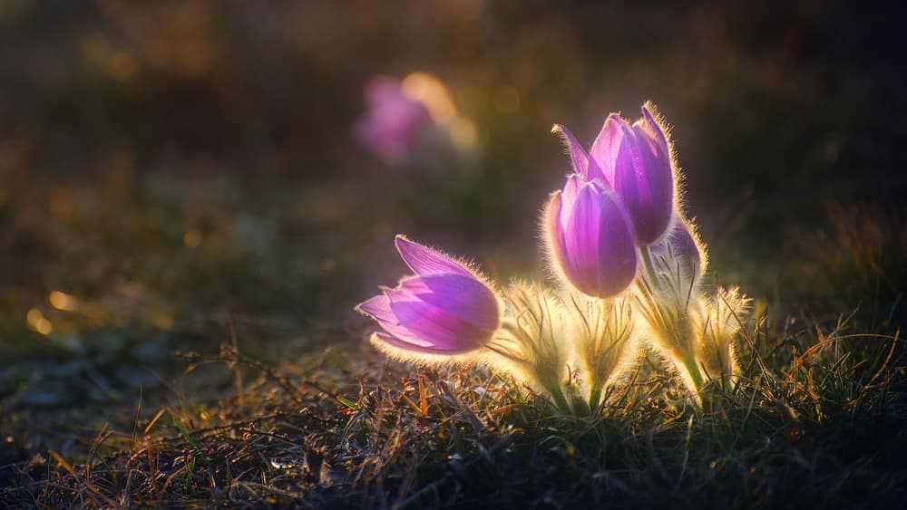spring greeting by Burger Jochen — canvas wall art