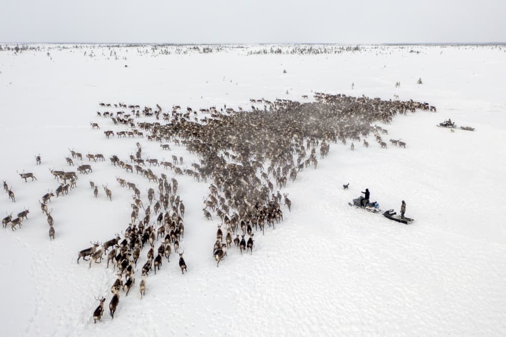 Arctic Reindeer Herding by Marcel Rebro — canvas wall art