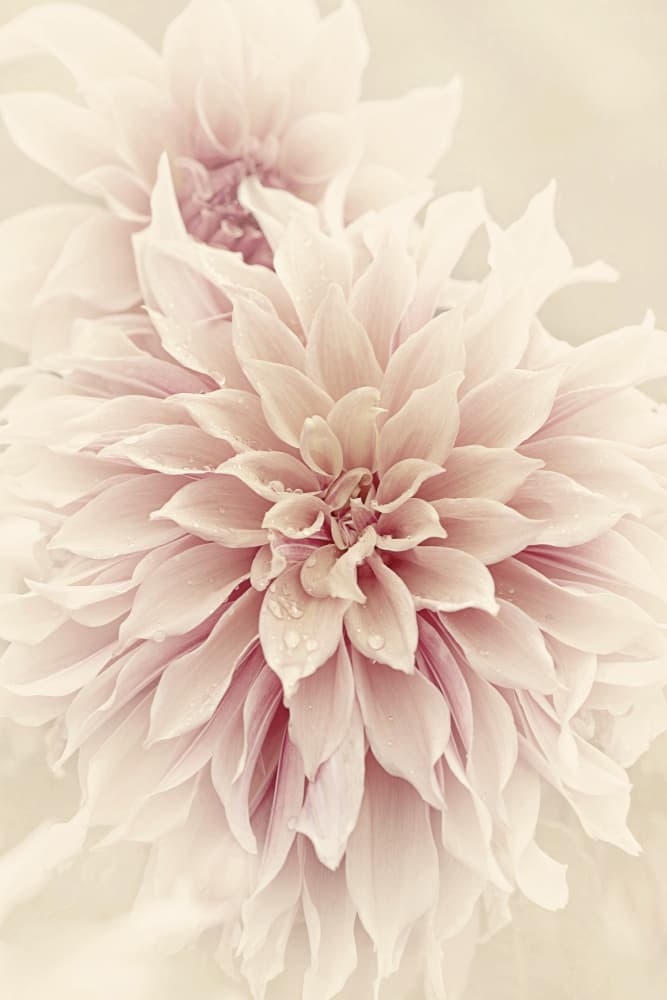 Pink Dahlia Dream by Jacky Parker — canvas wall art