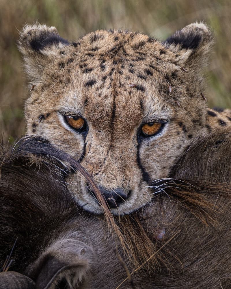 Intense Cheetah Gaze by Hamza Qarooni — canvas wall art