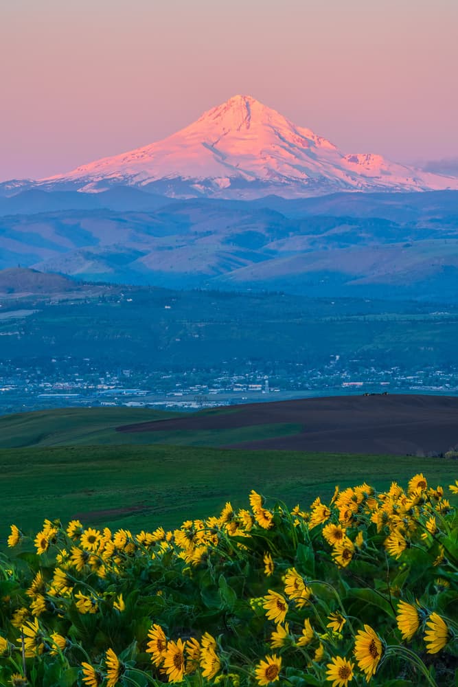 Pink Peak Sunflower Field by John Fan — canvas wall art