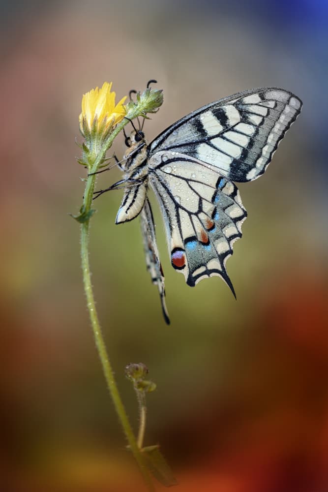 Swallowtail Butterfly On Yellow by Fabrizio Daminelli — canvas wall art