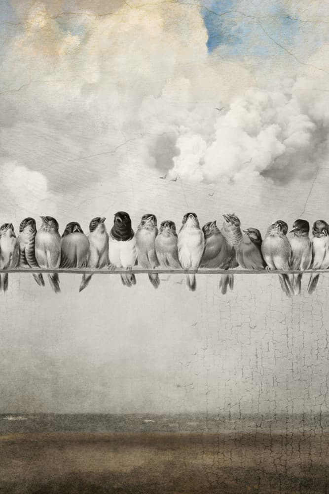 Vintage Birds On Wire by Marja van den Hurk — canvas wall art