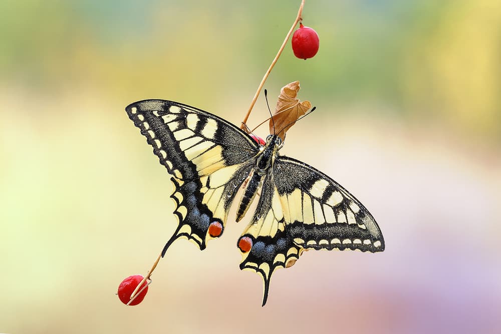 Vibrant Swallowtail With Berries by Roberto Marini — canvas wall art