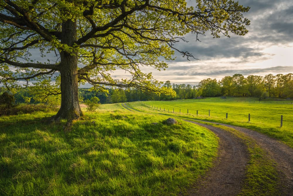 Winding Country Path by Christian Lindsten — canvas wall art