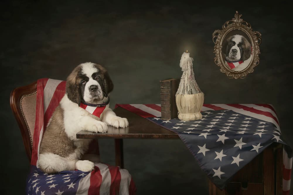 Patriotic St Bernard Puppy by Carola Kayen-Mouthaan — canvas wall art