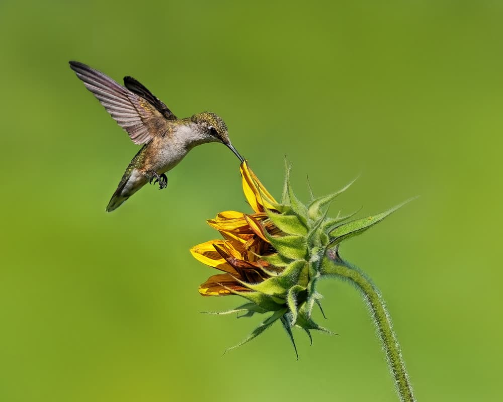 Hummingbird Visits Sunflower by Lucie Gagnon — canvas wall art