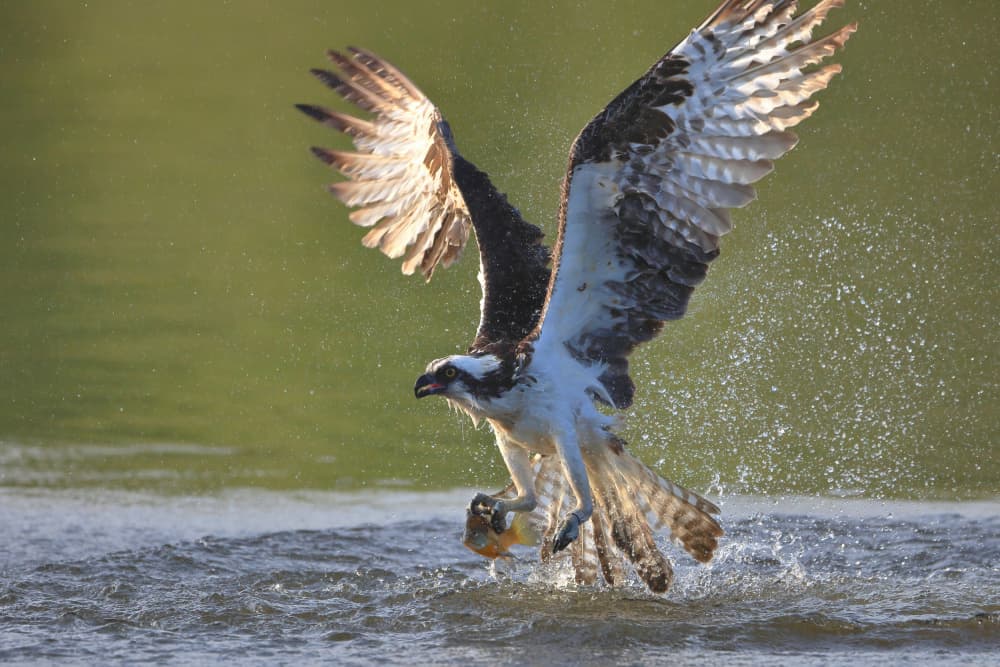 Osprey Fishing Splash by Gavin Lam — canvas wall art