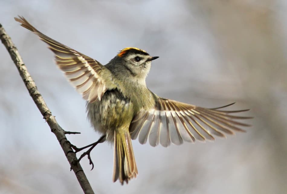 Golden Kinglet Spreading Wings by Mircea Costina — canvas wall art